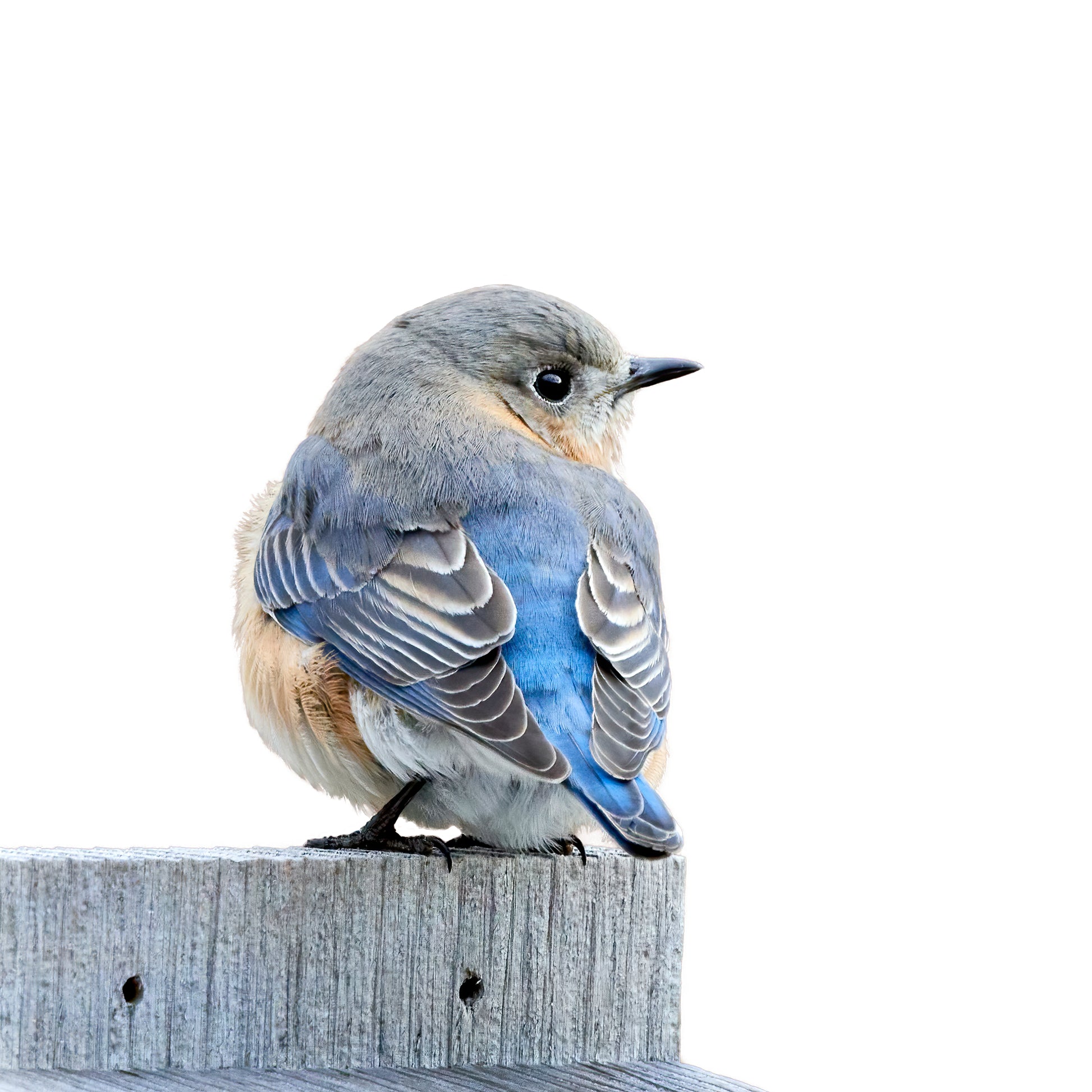 Eastern Bluebird on Nest Box White Background