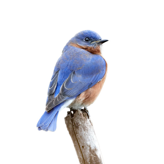 Eastern Bluebird Perched White Background